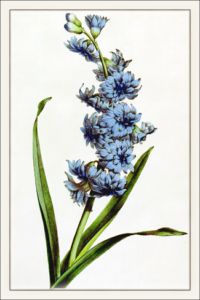 hyacinth free clipart