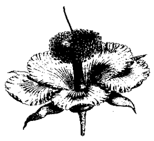 hybiscus free clipart