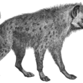 hyena free clipart