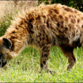 hyena spotted free clipart