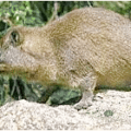 hyrax free clipart