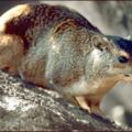 hyrax rock free clipart