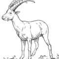 ibex free clipart