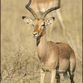 impala free clipart