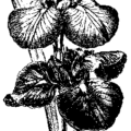 iris free clipart