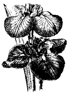 iris free clipart