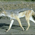 jackal free clipart