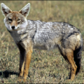 jackal golden free clipart