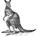 kangaroo 3 free clipart