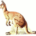 kangaroo 4 free clipart