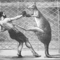 kangaroo boxing free clipart