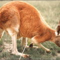 kangaroo free clipart