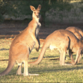 kangaroo graemes free clipart