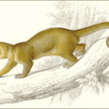 kinkajou free clipart