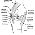 knee anatomy diagram free clipart