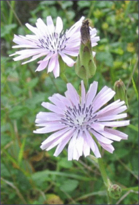 lactuca tuberosa free clipart