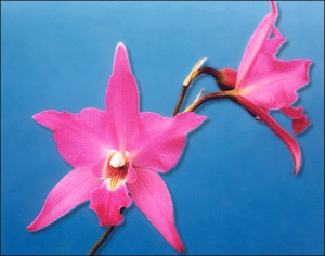 laelia gouldiana free clipart