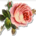 large soft pink rose free clipart