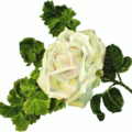 large white rose free clipart