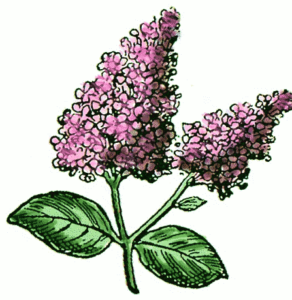 lilac cutting free clipart