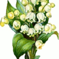 lily of the valley flower free clipart