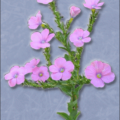 linum pubescens free clipart