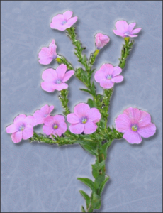 linum pubescens free clipart