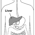 liver free clipart