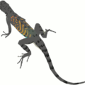 lizard free clipart