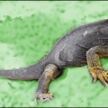 lizard galapagos iguana free clipart