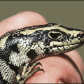 lizard otago skink free clipart