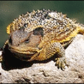 lizard short horned lizard free clipart