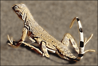 lizard zebra tailed lizard free clipart lizard zebra tailed lizard free clipart