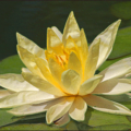 lotus blossom in balboa park free clipart