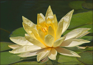 lotus blossom in balboa park free clipart