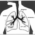 lungs anatomy diagram free clipart