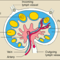 lymph node free clipart