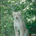 lynx free clipart