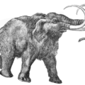 mammoth free clipart