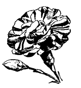 marigold bw flower free clipart