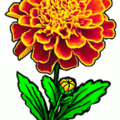 marigold free clipart