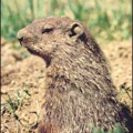 marmot 2 free clipart