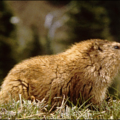 marmot 3 free clipart