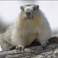 marmot 4 free clipart