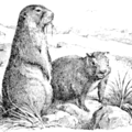 marmot 5 free clipart