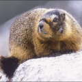 marmot free clipart