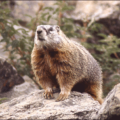 marmot yellow bellied marmot free clipart