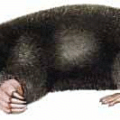 mole free clipart