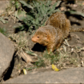 mongoose dwarf free clipart