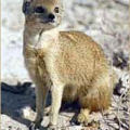 mongoose free clipart